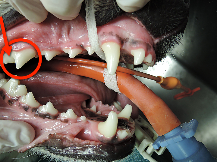 What Does A Tooth Abscess Look Like On A Dog