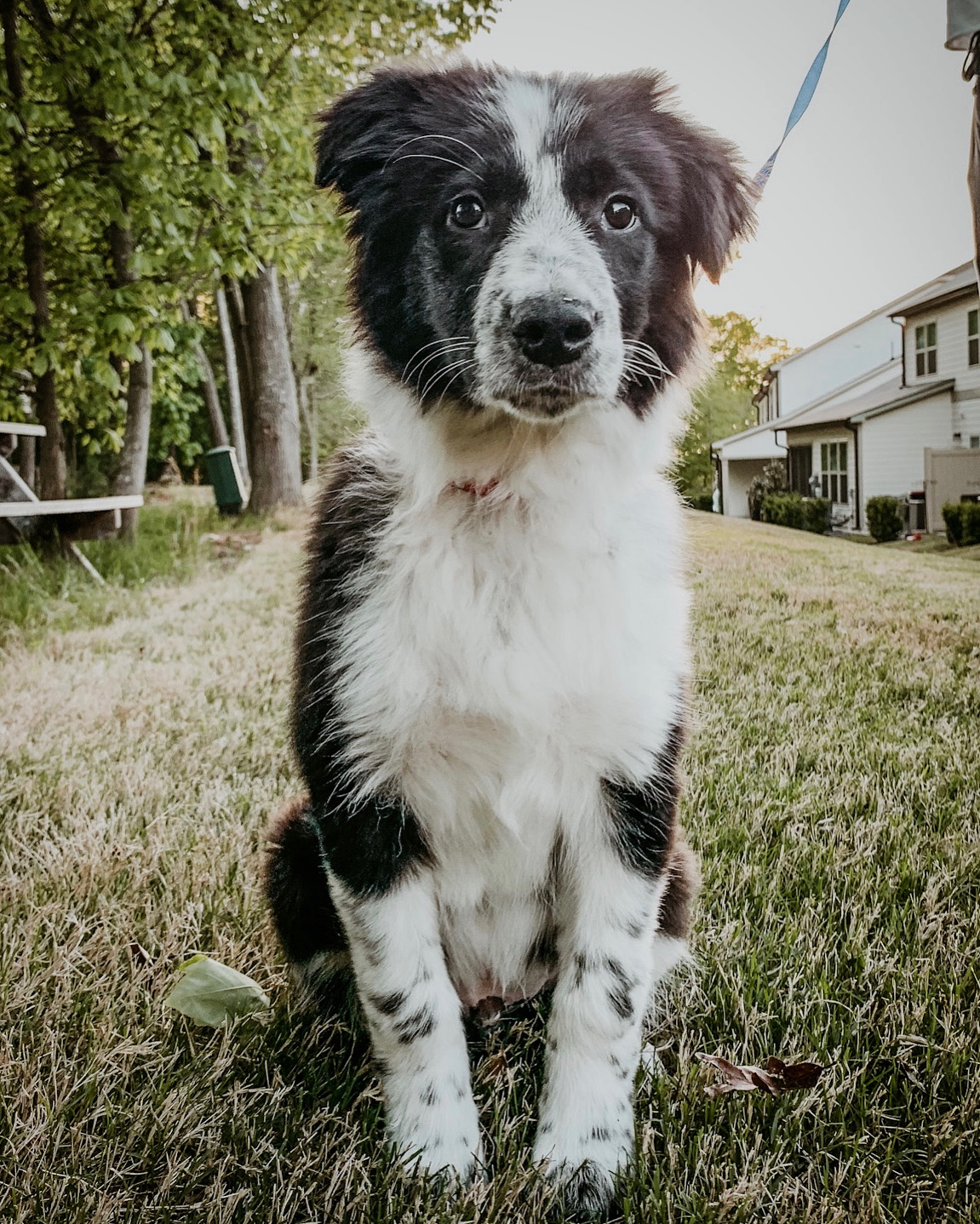 14 Adorable Quarantine Pets (With Photos!) A Cup of Jo