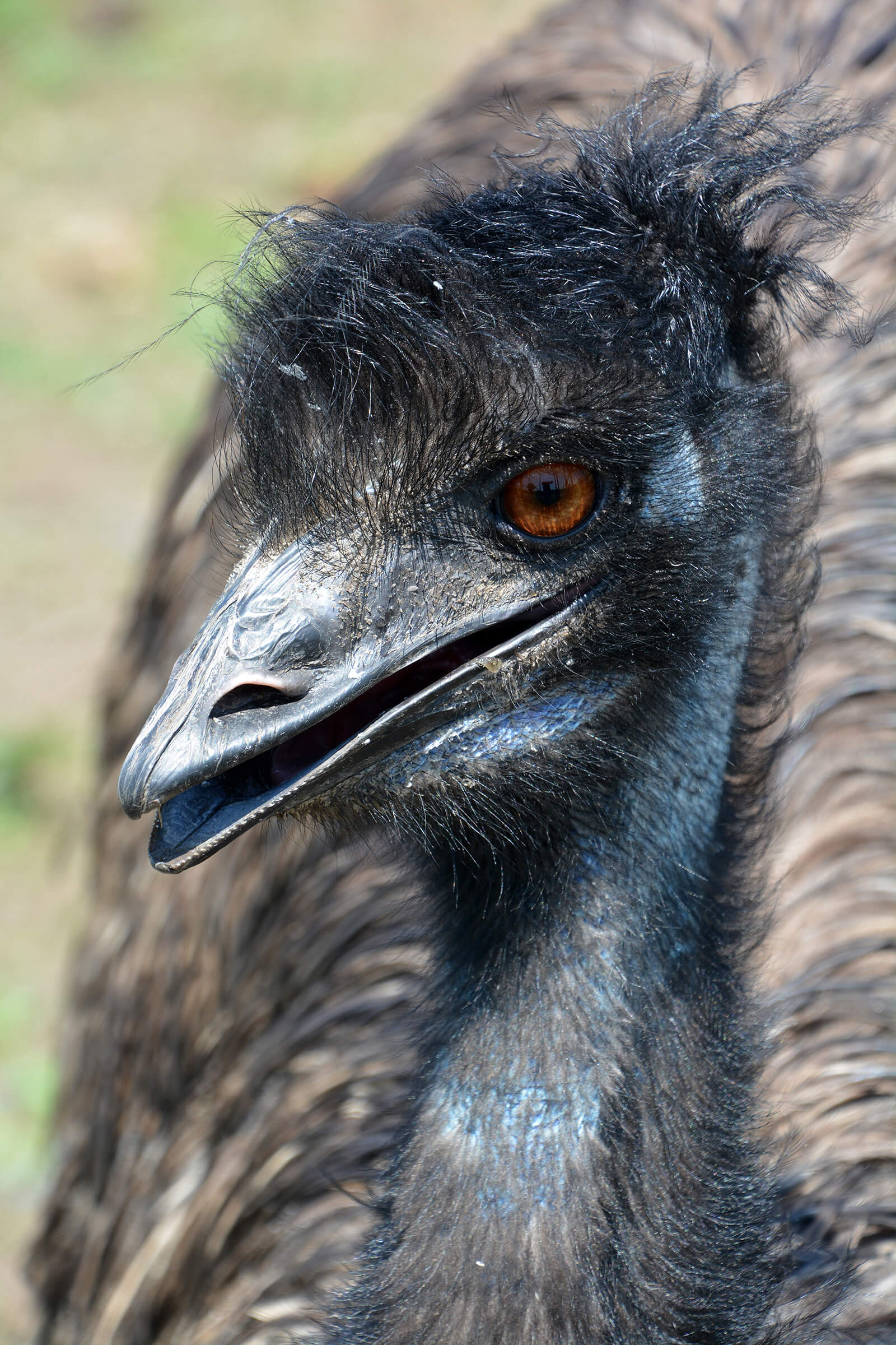 Emu Curacao ZOO [Parke Tropikal]