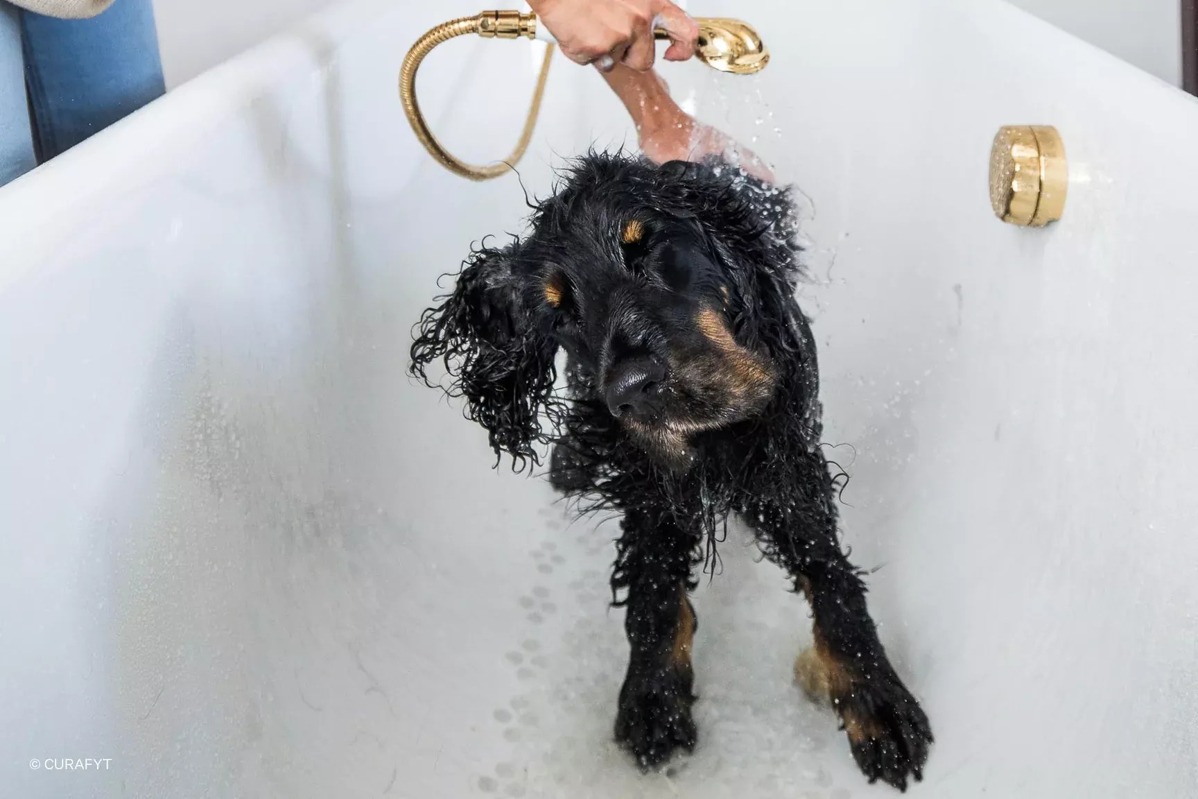 Ten tips for cooling down your dog in hot weather Curafyt