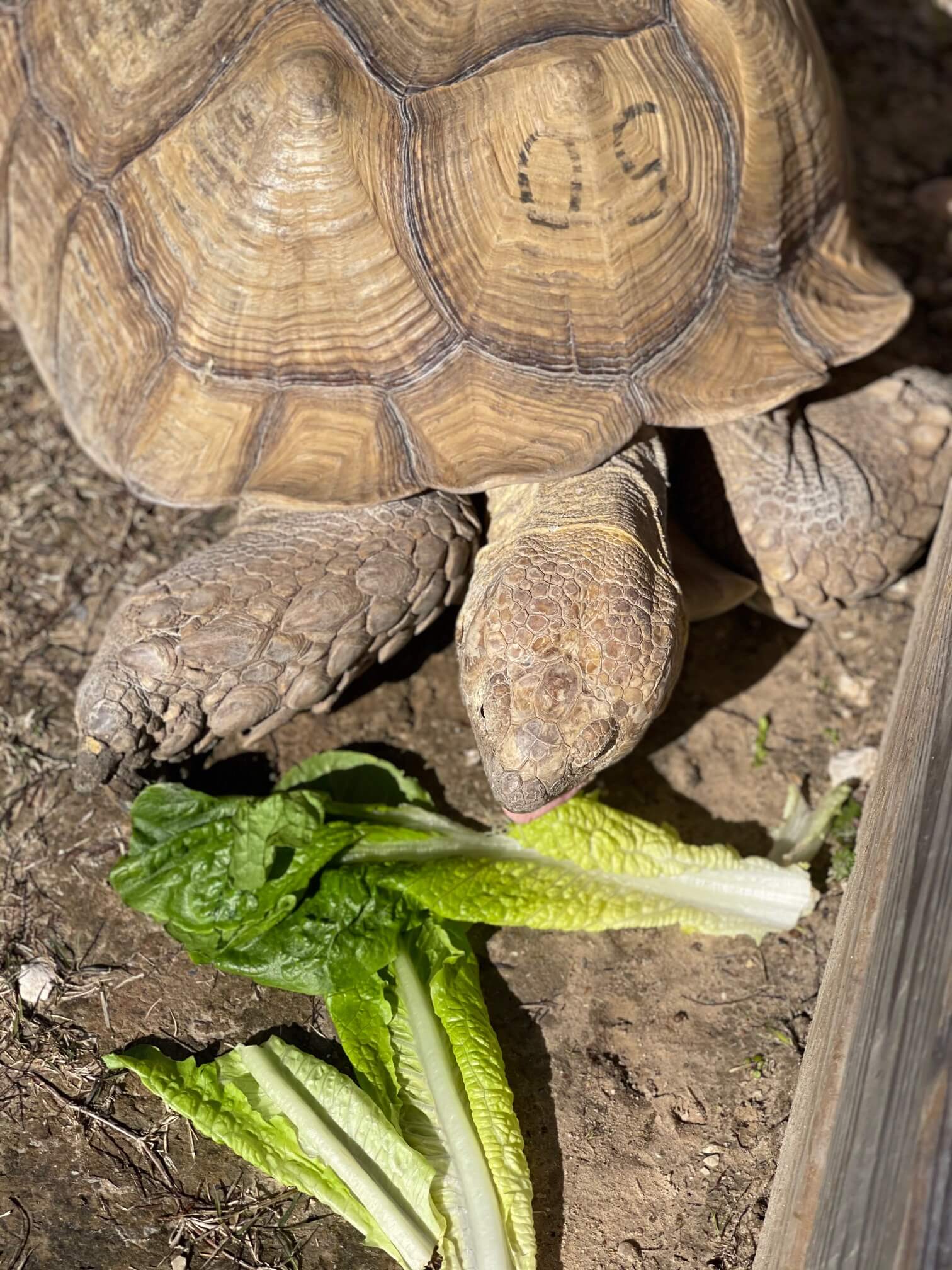 9 of the Best Wheelchair Accessible Things to Do in Beaumont Texas