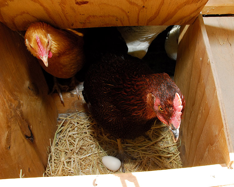 Pullet Eggs Curbstone Valley