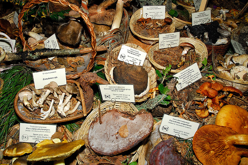 Tilden Fungus Fair 2023 Fungus Fair Fun | Curbstone Valley
