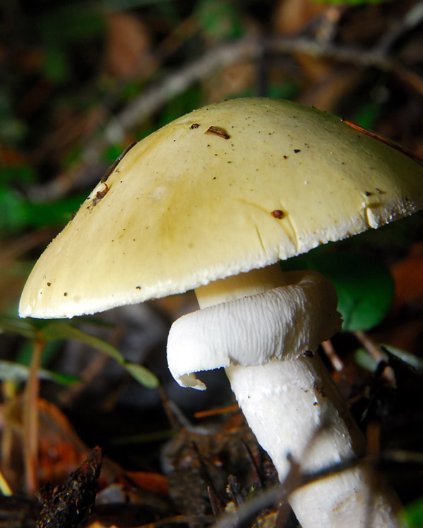 The Death Cap Amanita phalloides Curbstone Valley