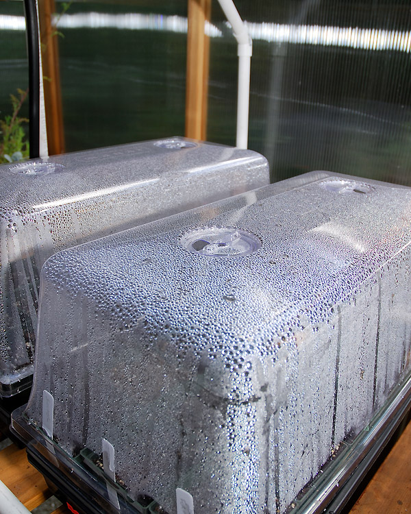 Grafting Heirloom Tomatoes From Greenhouse to Garden Curbstone Valley