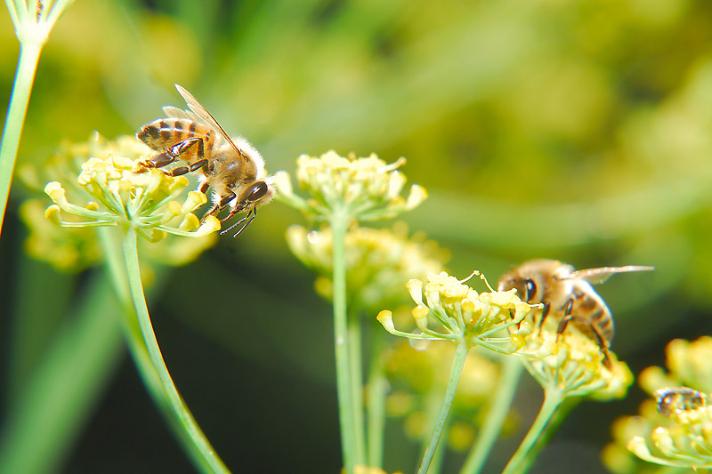 Honey Bees Favorite Flowers The Life of Bee