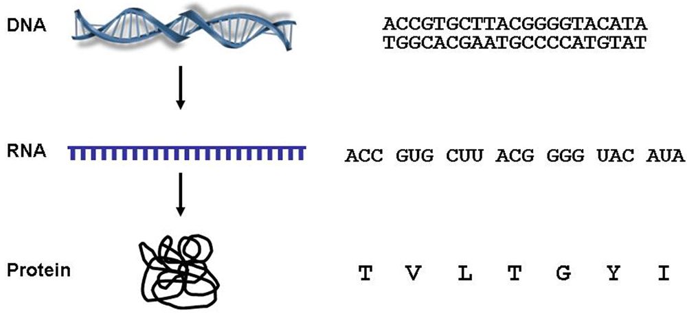 Testing 101 FAST (Foundation for Angelman Syndrome Therapeutics)