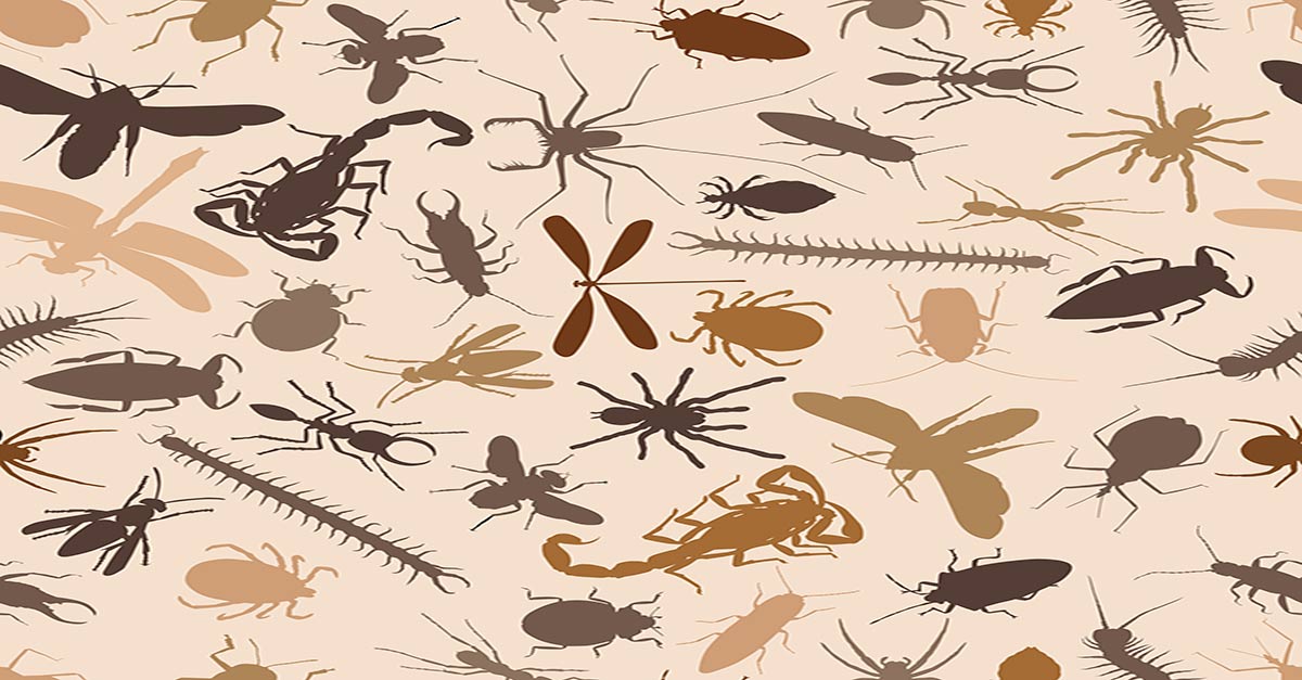 8 Most Dangerous Insects In The US