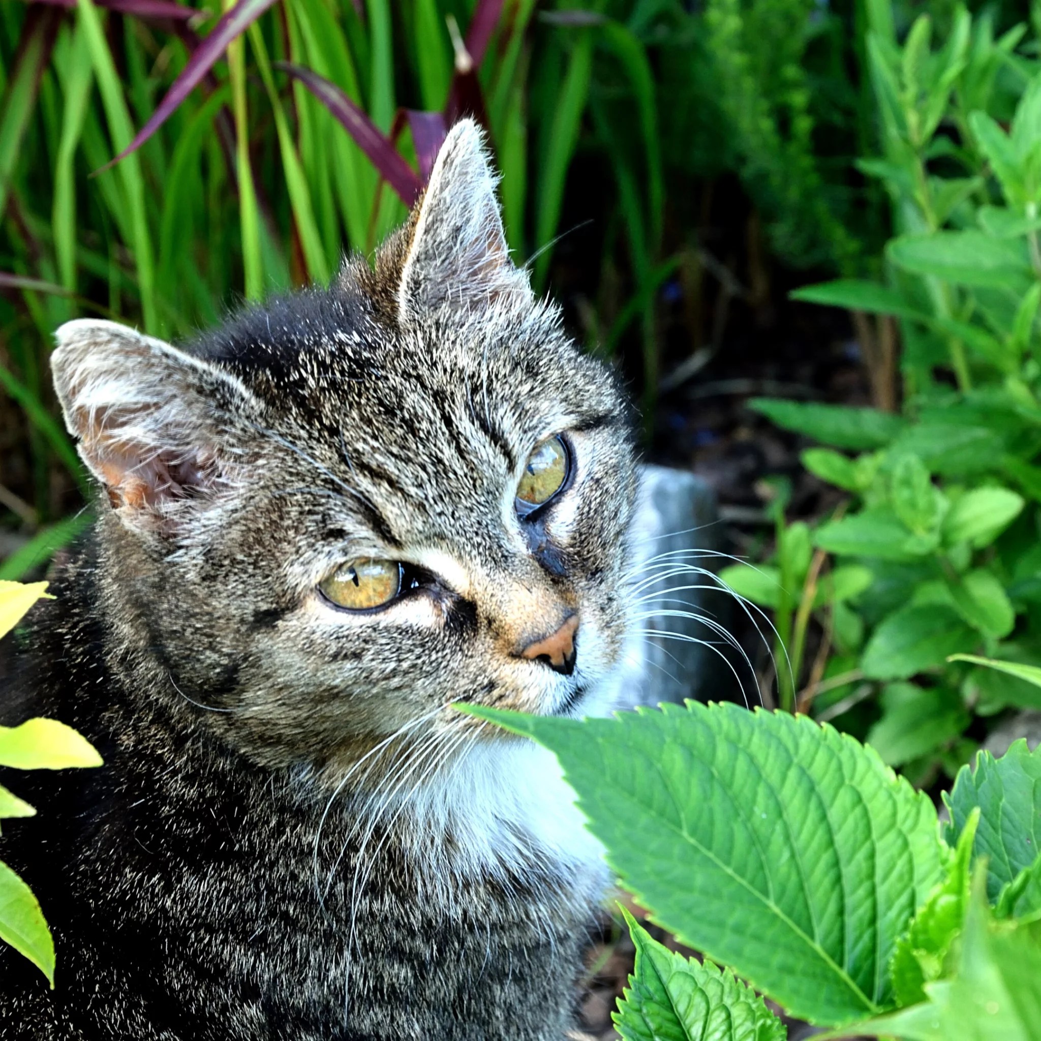 Poisonous plants for dogs and cats are all around us.