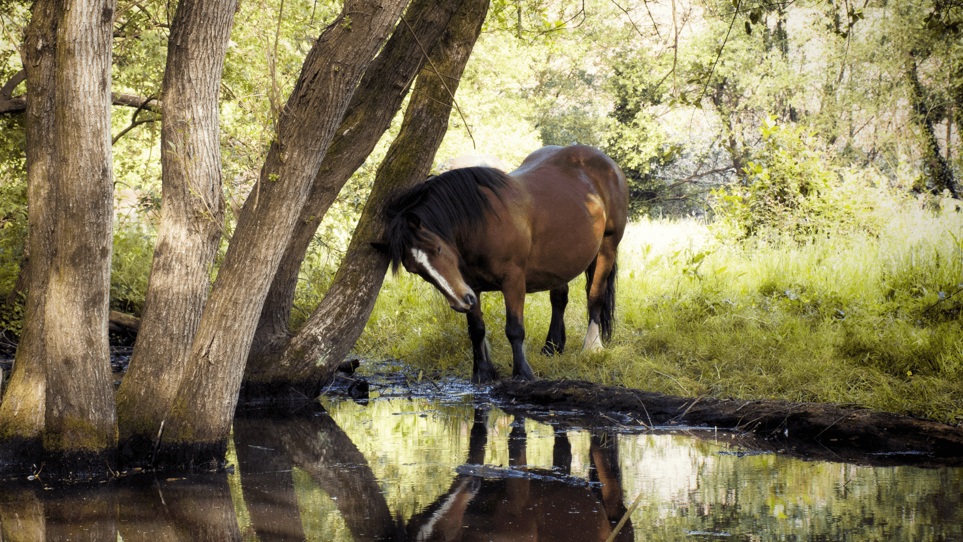 Preventing and Handling Sweet Itch in Horses Curicyn