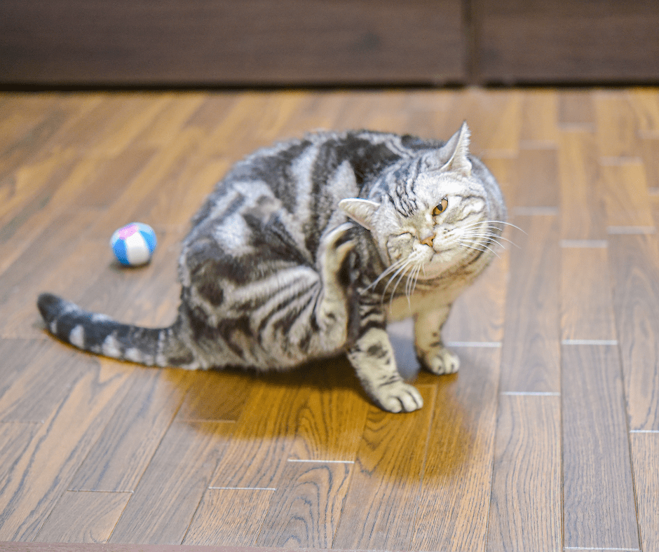 Why Is My Cat So Itchy? Common Causes of Itchy Cats Curicyn