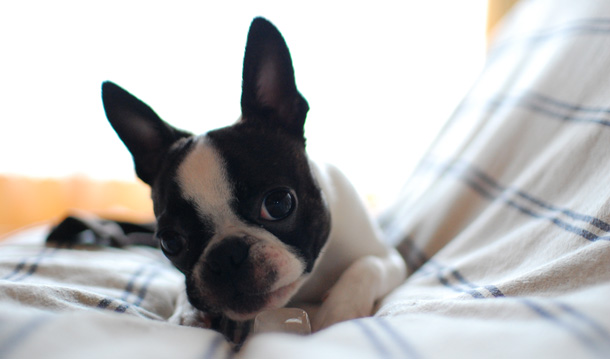 10 Smallest Dog Breeds in the World Curiosity Aroused