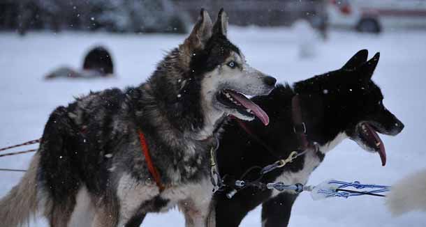 Top 10 Most Dangerous Dog Breeds Based on Bite Fatalities Curiosity
