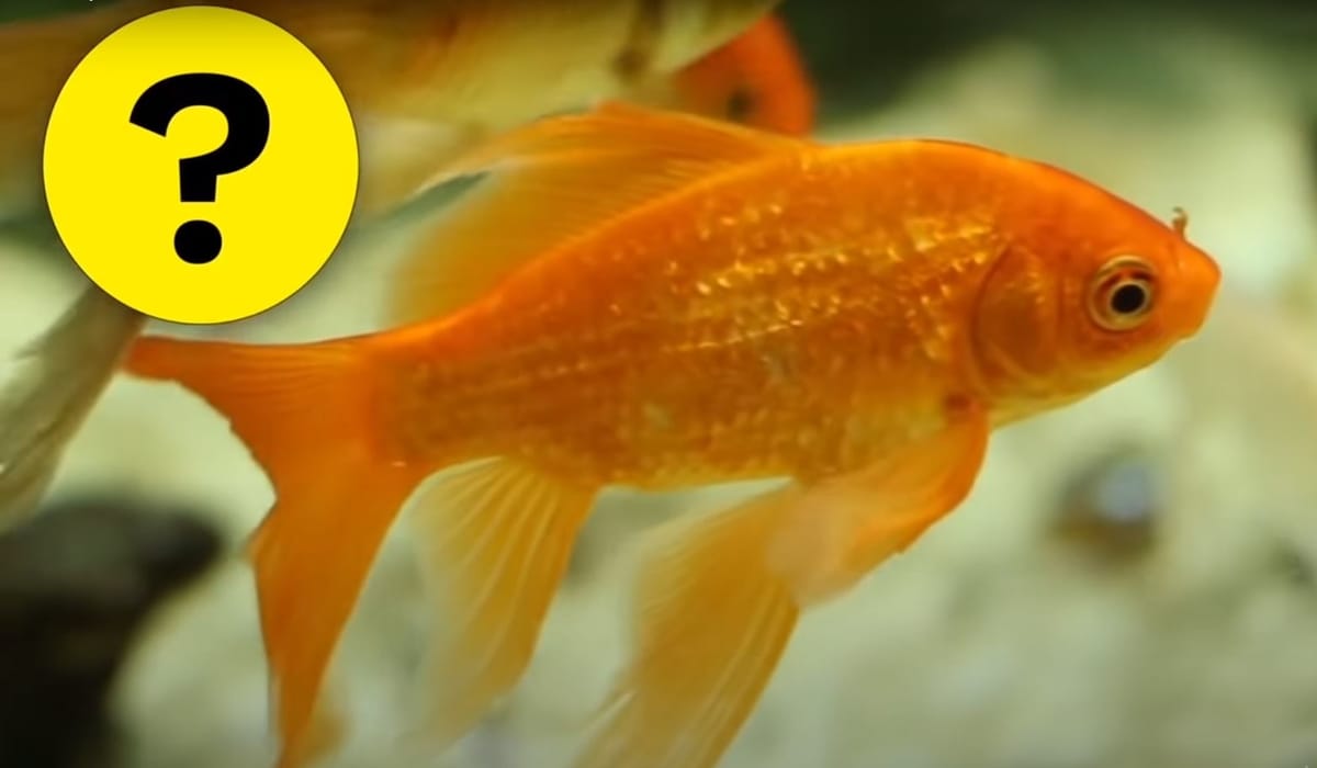 Do Fish Sleep? Everything You Need to Know Curiosity Guide
