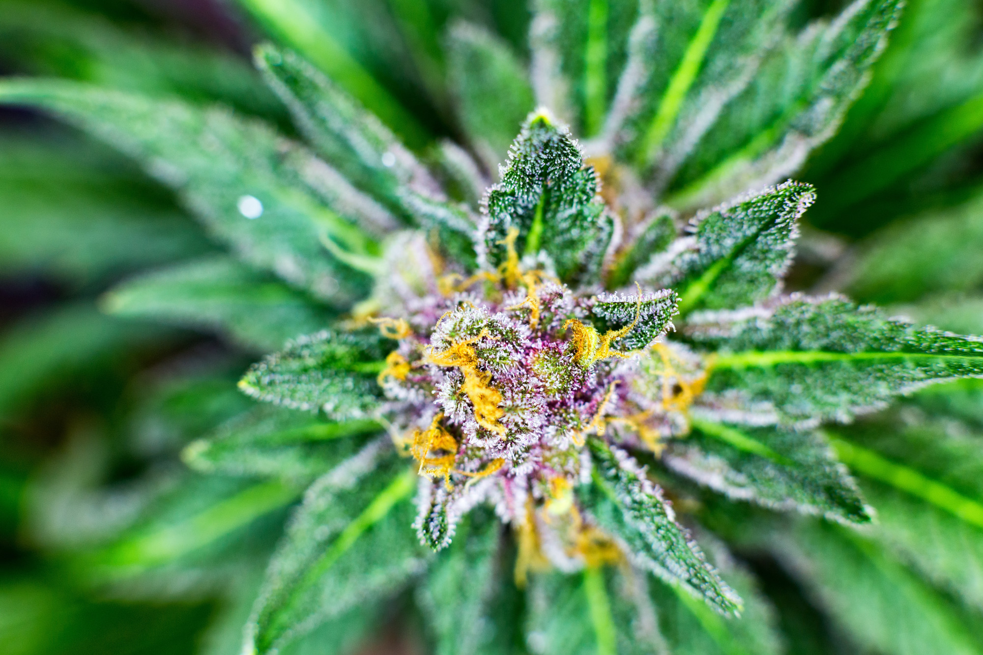 The Benefits of Organic CBD Flower for Sale