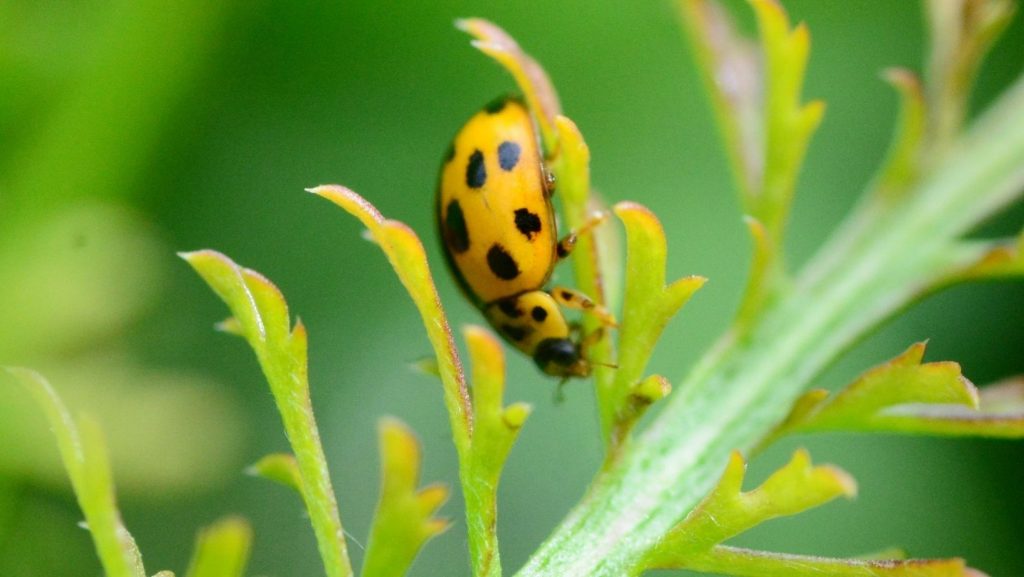 Ladybug Unit Study and Badge Resources Curiosity Untamed