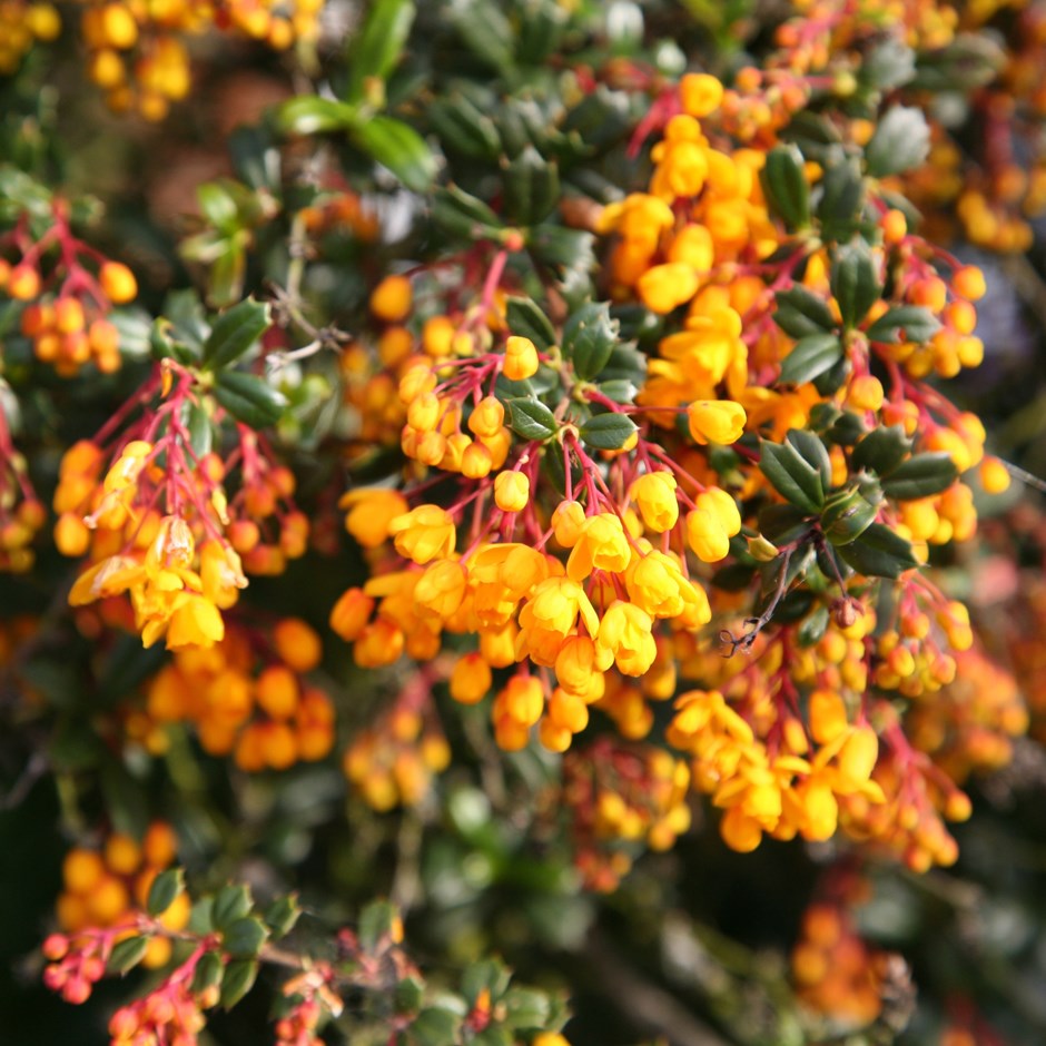 Darwin's Barberry Shrub (Berberis darwinii) The Curious Bee Garden Nursery