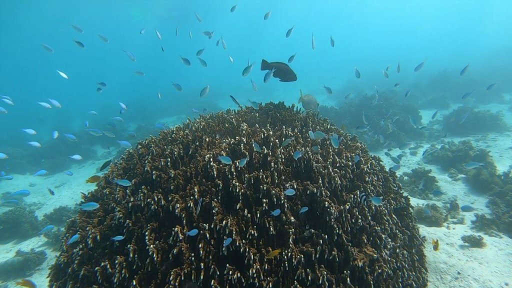 Exmouth Snorkelling Guide Where and when to Snorkel on Ningaloo Reef