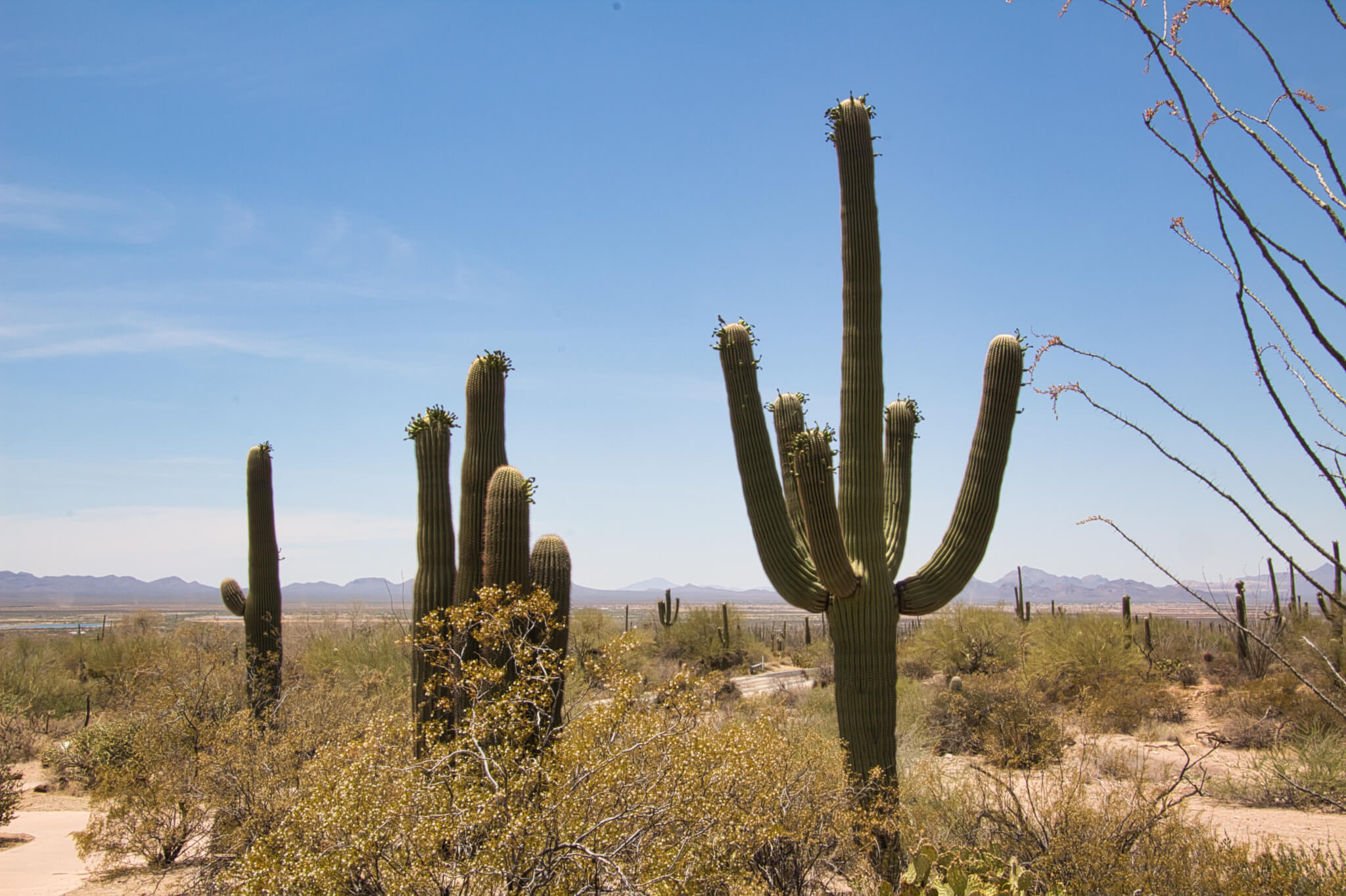 Saguaro National Park, Home of the Monster Cactus Curious Craig