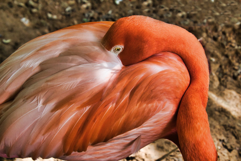 Fort Worth Zoo and Botanical Gardens. It's WILD! Curious Craig