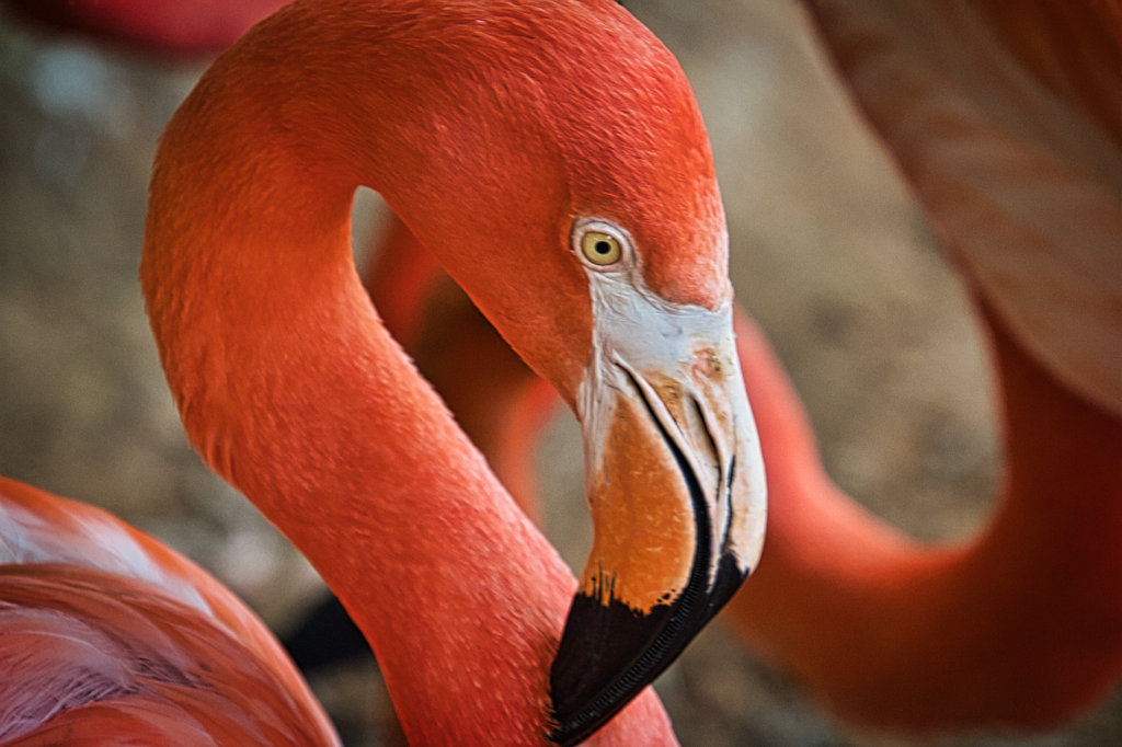 Fort Worth Zoo and Botanical Gardens. It's WILD! Curious Craig