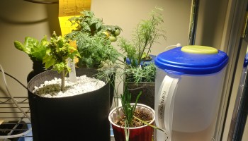 Mason Jar Kratky Mason Jar Hydroponics Curious Cultivations