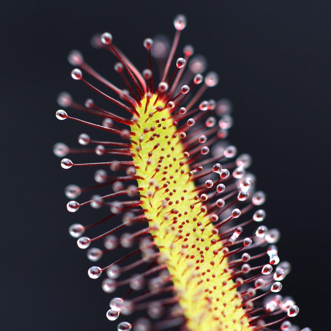 Drosera capensis 'Big Pink' Giant Cape Sundew Curious Plant