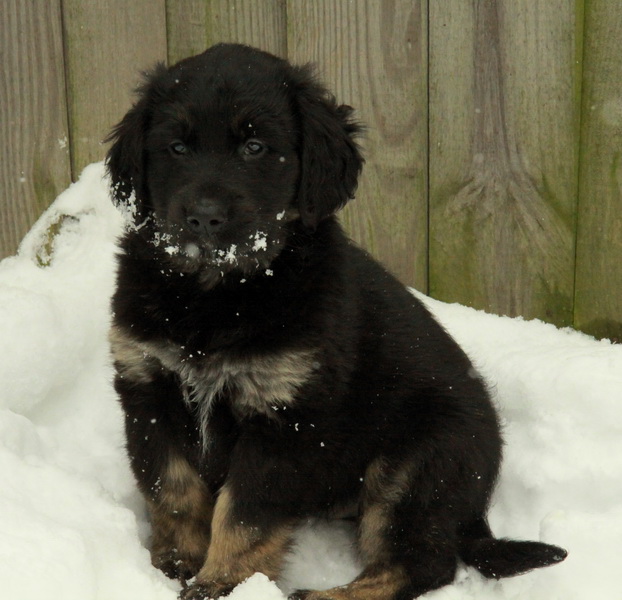 32 Puppies for Sale Dogs for sale in Ontario, Canada