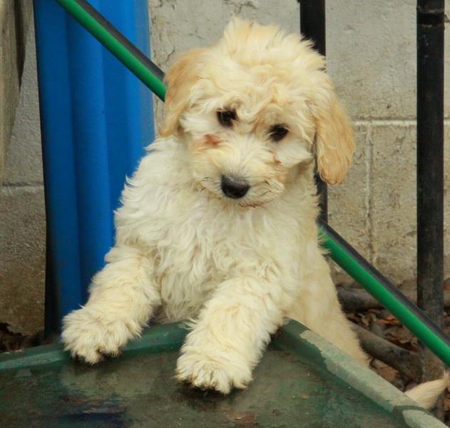 Goldendoodle Puppies For Sale Curious Puppies