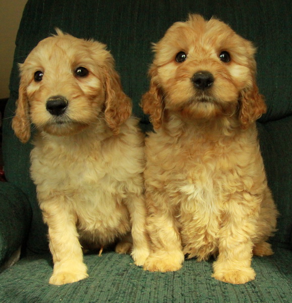 Goldendoodle Puppies For Sale Curious Puppies