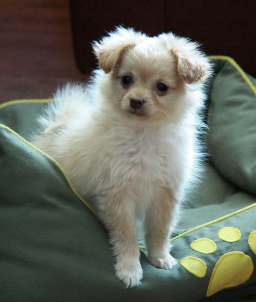 10 (2) Puppies for Sale Dogs for sale in Ontario, Canada Curious Puppies