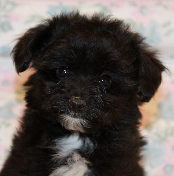 Peek! Black and white Pomeranian Poodle Puppies for Sale Dogs for