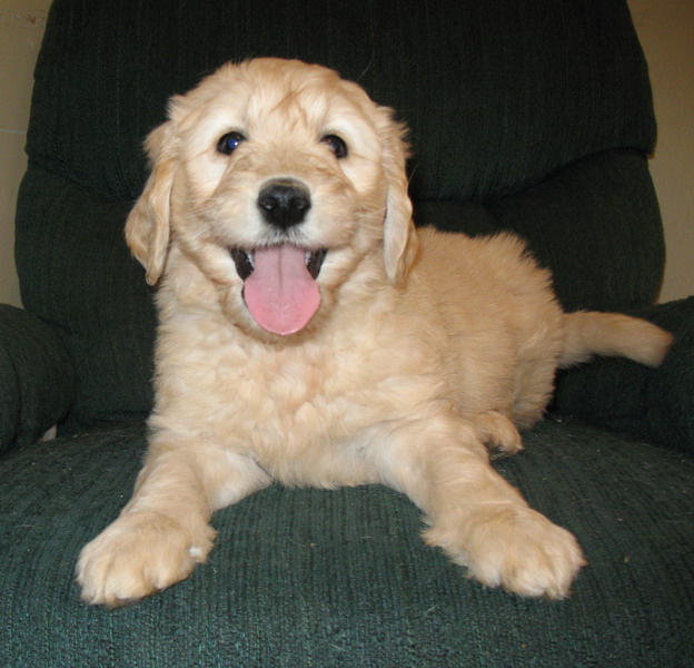 8 Puppies for Sale Dogs for sale in Ontario, Canada Curious Puppies