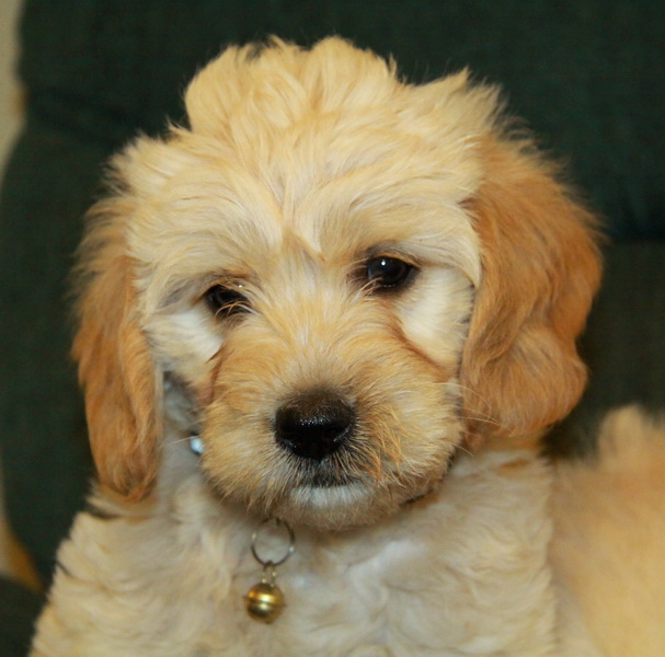labradoodle 5 Puppies for Sale Dogs for sale in