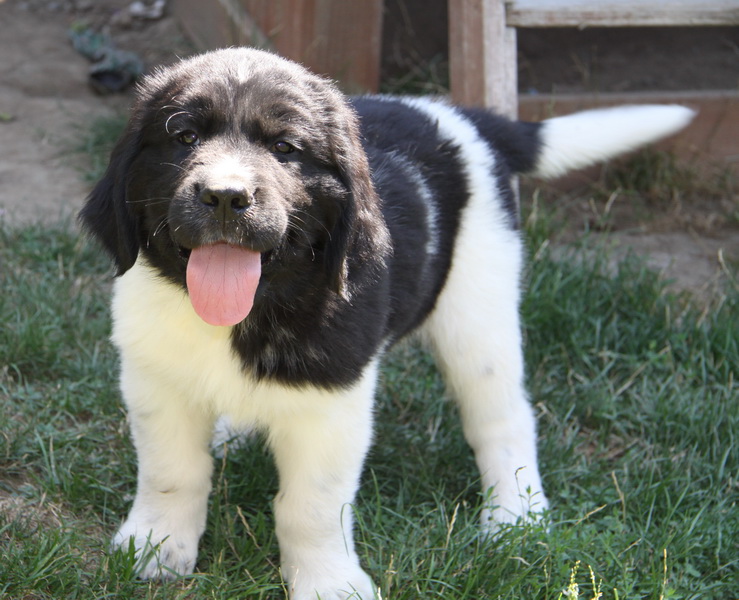 05 Puppies for Sale Dogs for sale in Ontario, Canada Curious Puppies