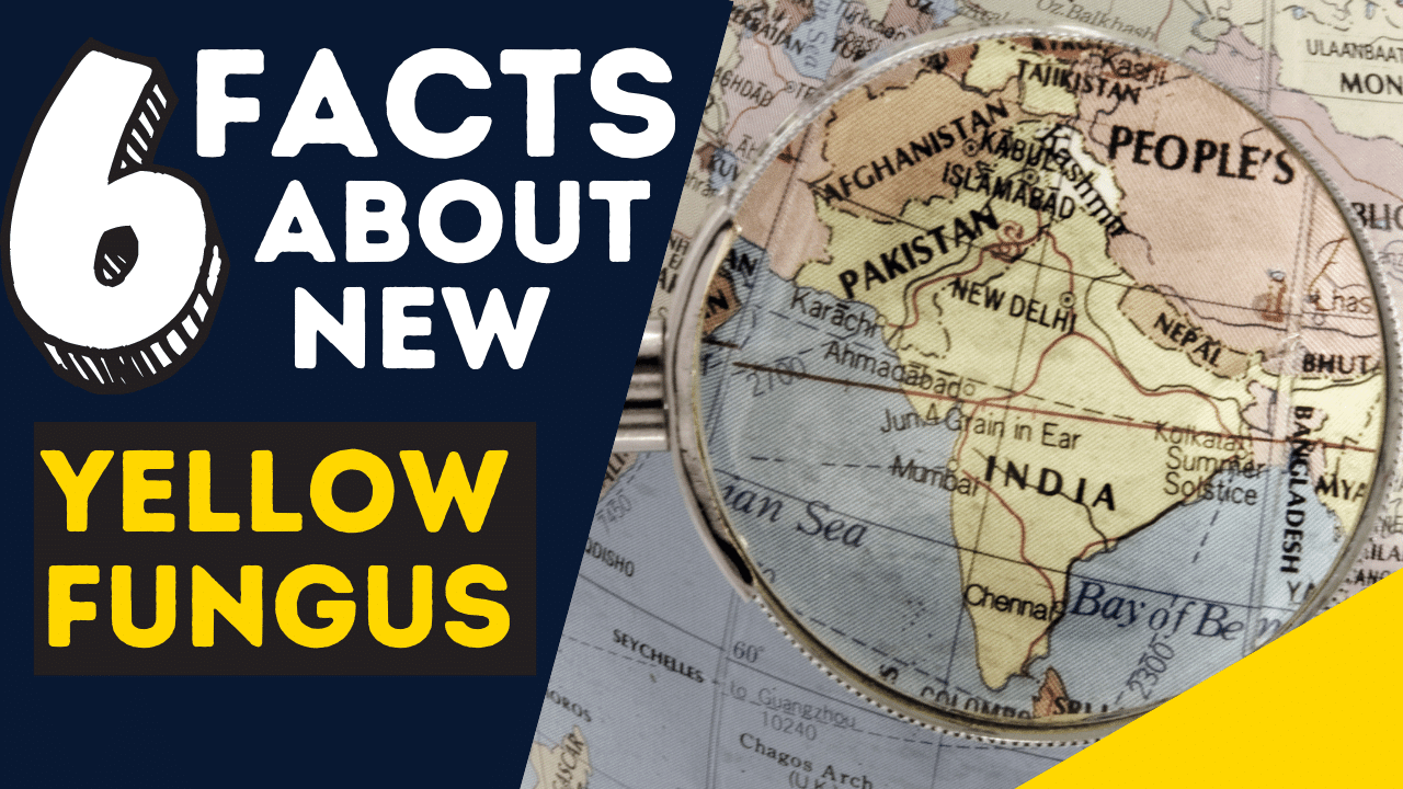 6 Facts About Yellow Fungus A New Fungus Variant After Black & White