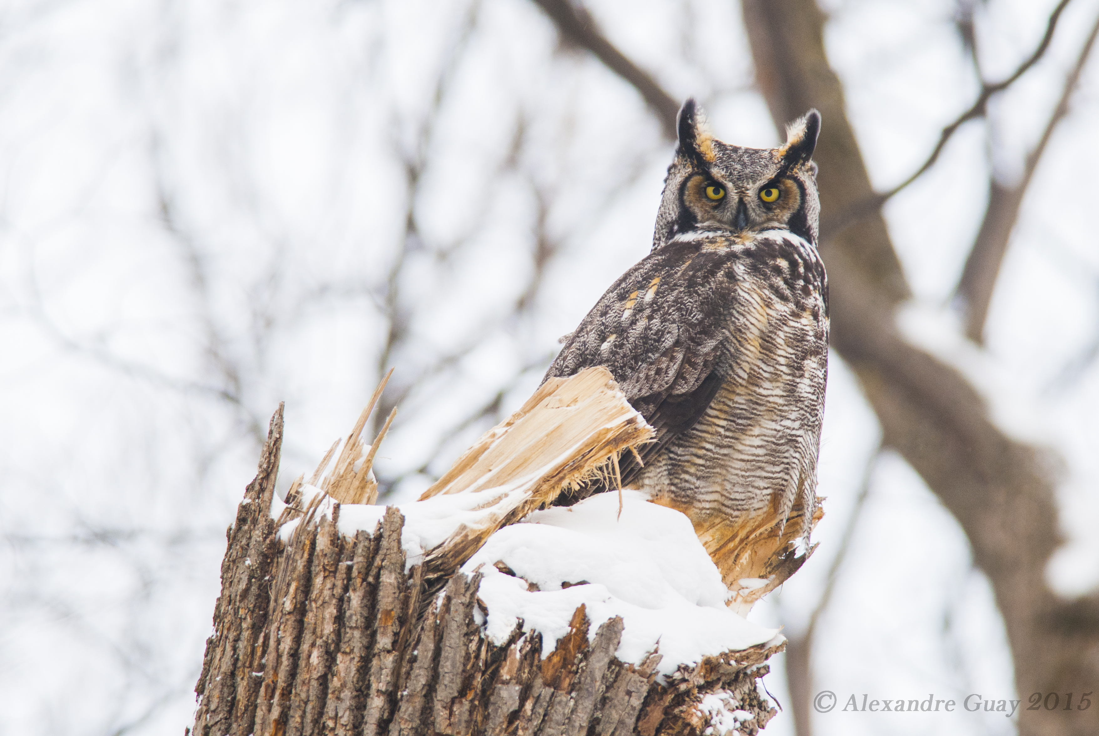 Le grand-duc d’Amérique - Curium magazine