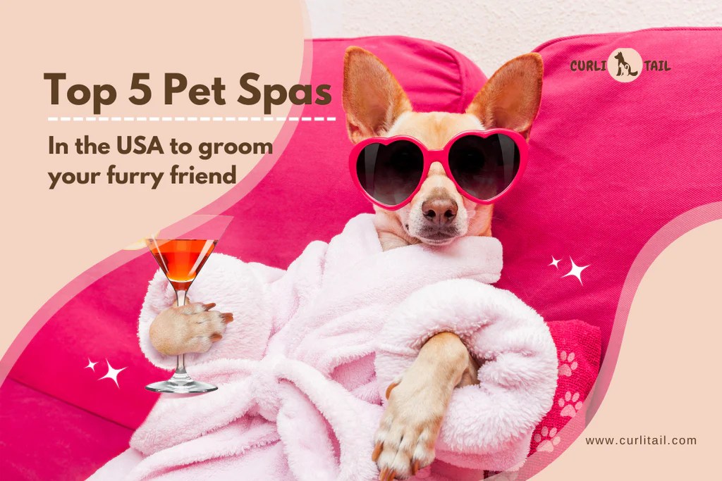 Top 5 Pet Spas in USA to groom your furry friend CurliTail