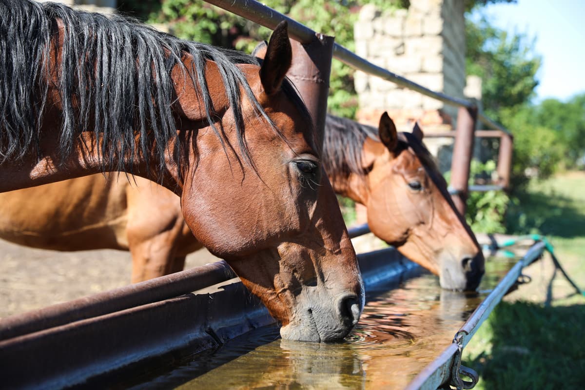 Why you Should Never Give Cold Water to an Overheated Horse