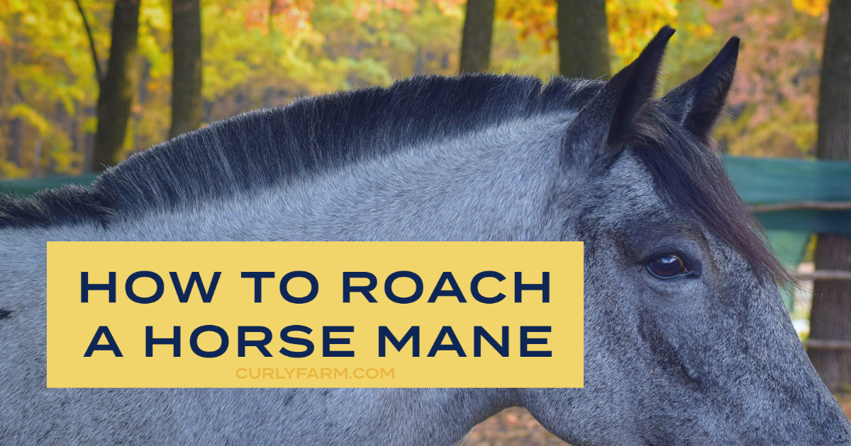 Roached Manes How & When to Roach a Horse's Mane