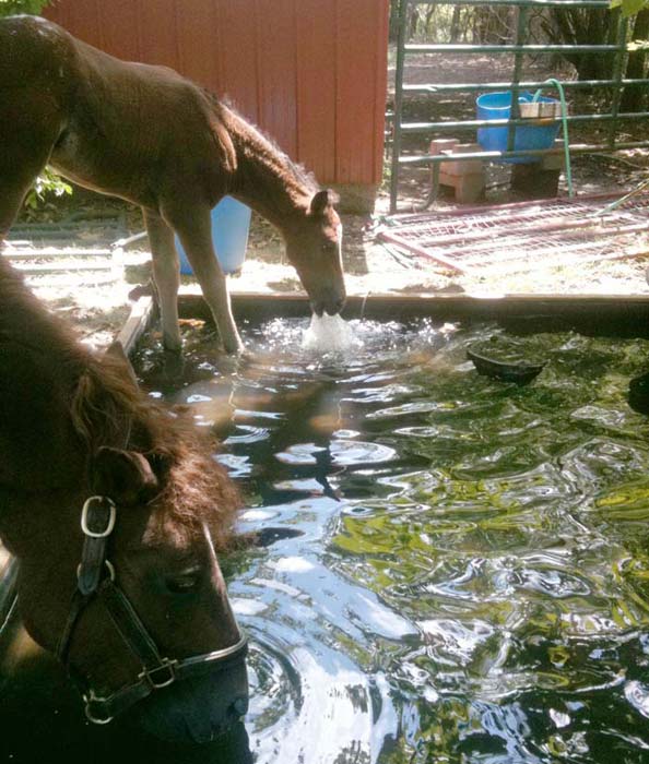 6 Easy Ways to Prevent Water Troughs from Freezing without an Electric