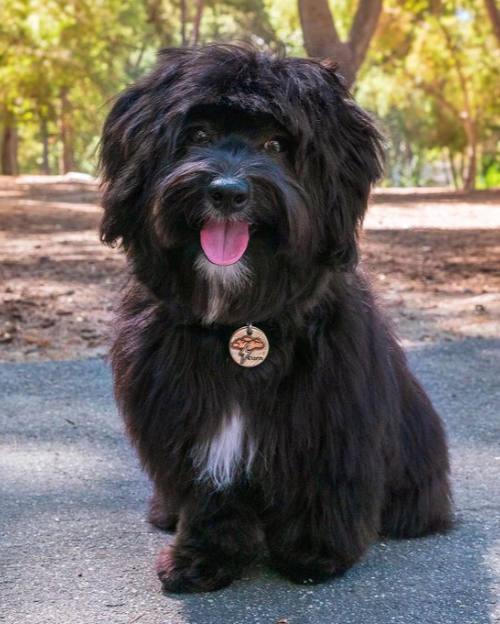 Coton de Tulear Willow’s