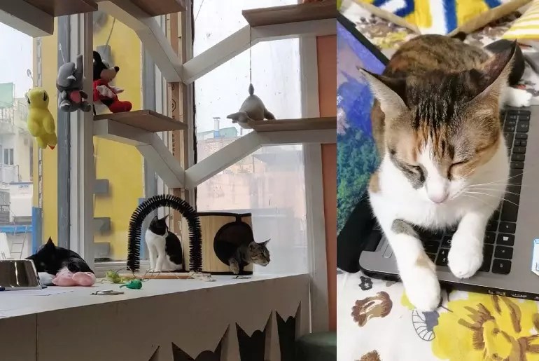 For The First Time Ever Delhi’s Cat People Can Cuddle With