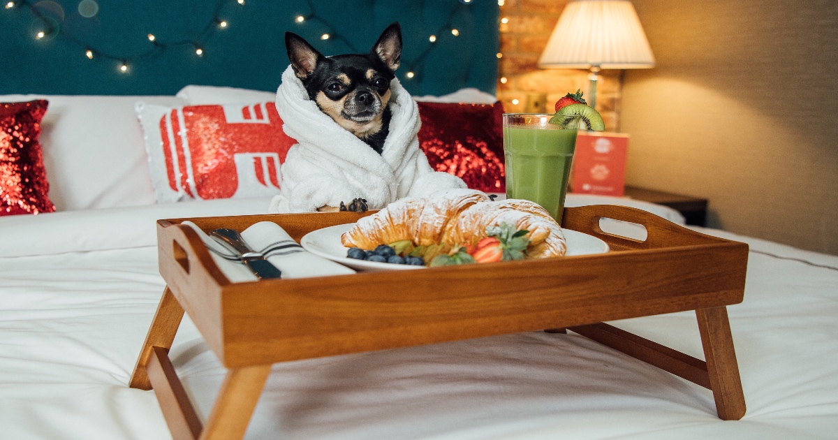 This FiveStar Hotel In Abu Dhabi Dogs, Cats & Goldfish With