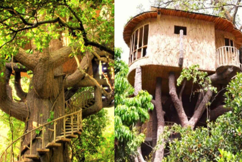Treehouse Resorts Near Delhi 6 Stays To Book For A FunFilled Weekend Curly Tales