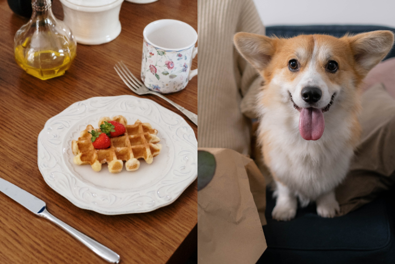 5 PetFriendly Breakfast Spots In Dubai Perfect For A Breakfast Date