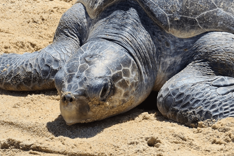 Galgibaga Beach In South Goa Is A Nestling Ground For Olive Ridley Turtles