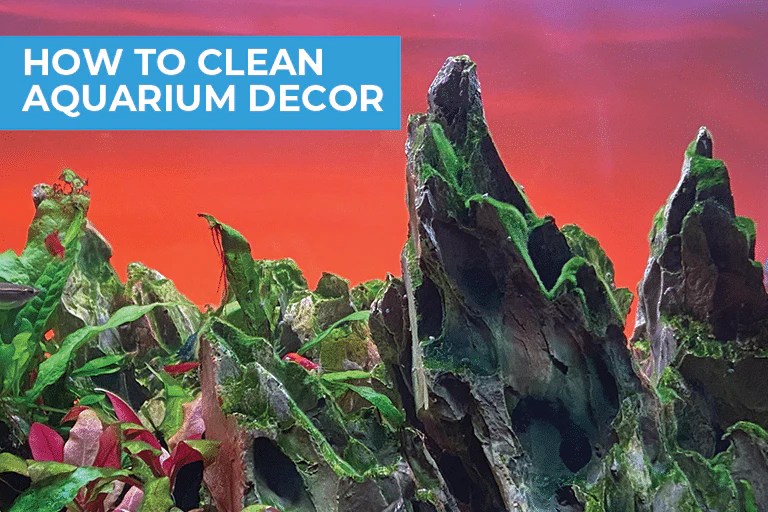 Get insider tips and learn what's next in Aquariums and LED Lighting