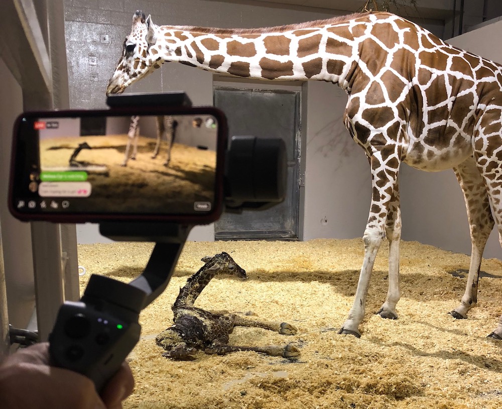 Kansas station's zoo cams tap global appetite for animalwatching Current