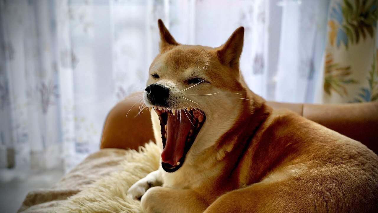 Vitalik Buterin doet 6,7 miljard aan Shiba Inu weg